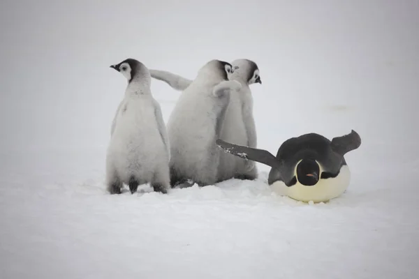 Antarktis Kejsarpingvinen Med Ungar Närbild Molnig Dag — Stockfoto