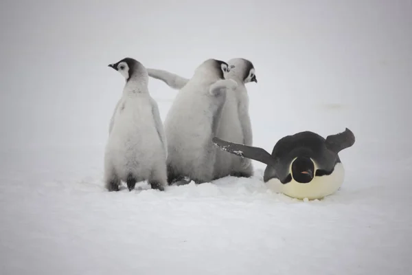 Pinguim Imperador Antártida Com Filhotes Close Dia Nublado — Fotografia de Stock