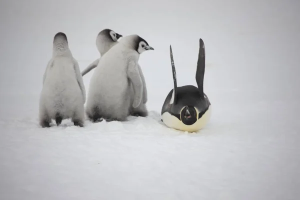 Pinguino Imperatore Antartide Con Cuccioli Primo Piano Una Giornata Nuvolosa — Foto Stock