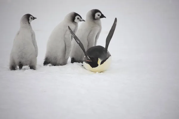 Pinguim Imperador Antártida Com Filhotes Close Dia Nublado — Fotografia de Stock