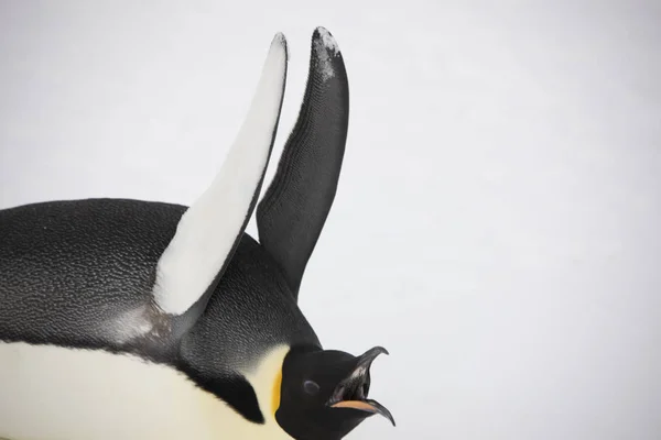 Antarctica Imperial Pigvin Onderwijs Kuikens Close Een Zonnige Dag — Stockfoto