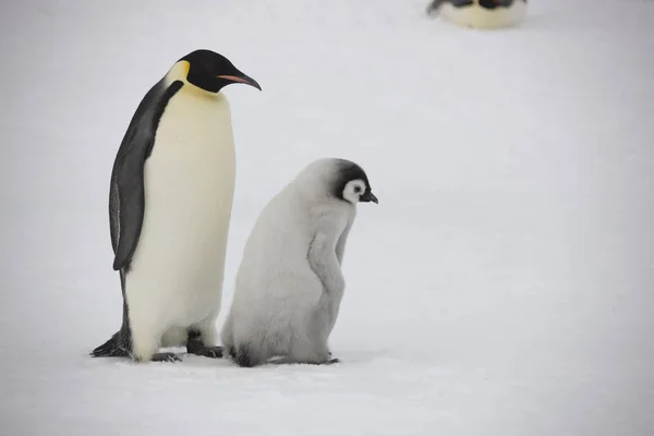 曇りの日にカブスのクローズ アップと南極の皇帝ペンギン — ストック写真