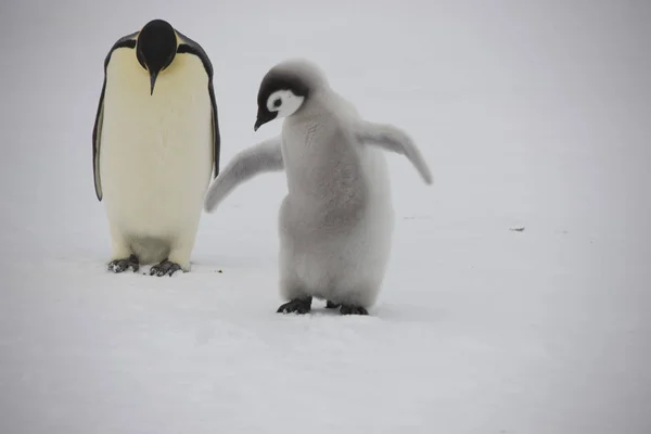 Pinguim Imperador Antártida Com Filhotes Close Dia Nublado — Fotografia de Stock