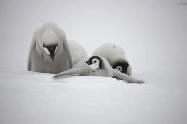 Pinguim Imperador Antártida Com Filhotes Close Dia Nublado — Fotografia de Stock