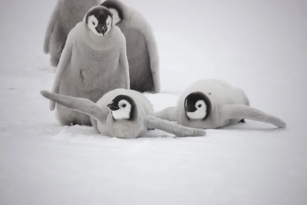 Antarctica Emperor Penguin Cubs Close Cloudy Day — Stock Photo, Image