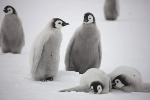 Antarktisz Császár Pingvin Kölykök Közelről Felhős — Stock Fotó