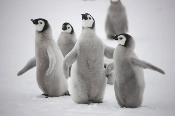 Antártida Pingüino Emperador Con Cachorros Cerca Día Nublado —  Fotos de Stock