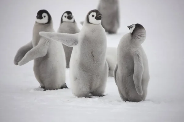 Ανταρκτική Αυτοκράτορα Πιγκουίνος Γκρο Πλαν Cubs Μια Συννεφιασμένη Μέρα — Φωτογραφία Αρχείου