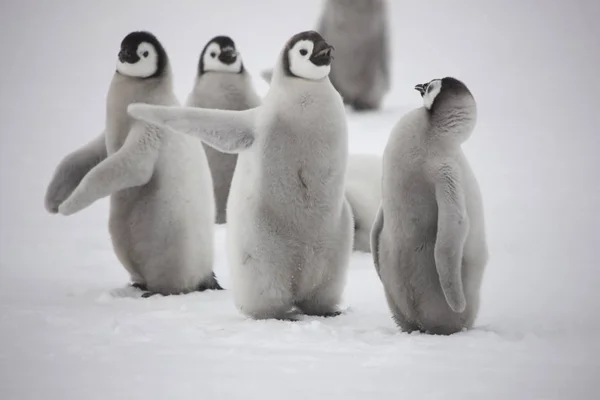 Pinguino Imperatore Antartide Con Cuccioli Primo Piano Una Giornata Nuvolosa — Foto Stock