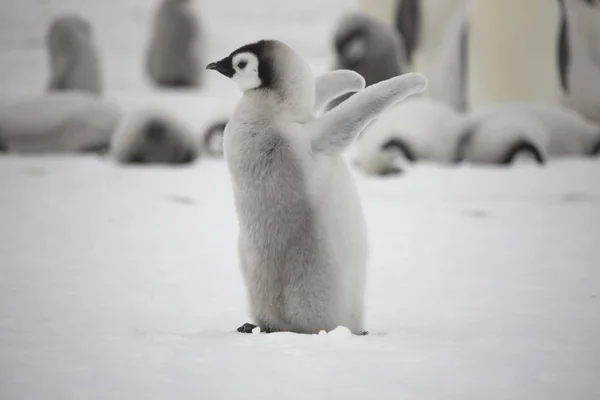 Pinguim Imperador Antártida Com Filhotes Close Dia Nublado — Fotografia de Stock