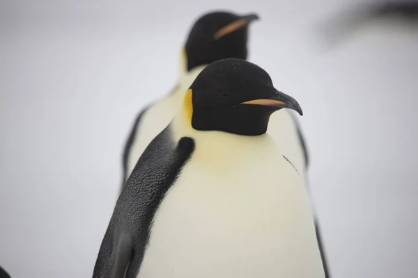 Antarctica Portret Van Een Close Van Keizerspinguïn — Stockfoto