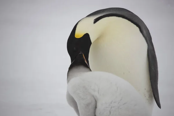 Антарктида Імператорського Пінгвіна Дитинчат Закри Похмурий День — стокове фото