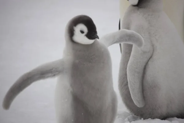Antártida Pingüino Emperador Con Cachorros Cerca Día Nublado — Foto de Stock