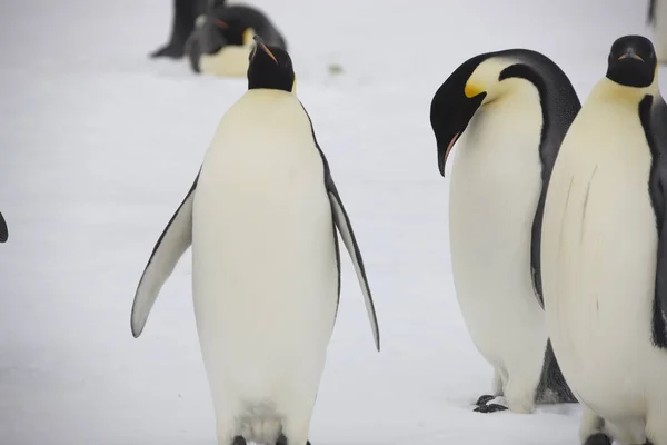 南极洲皇帝企鹅特写在多云天 — 图库照片