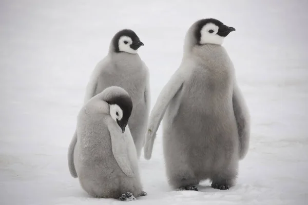 Antarctica Emperor Penguin Cubs Close Cloudy Day — Stock Photo, Image