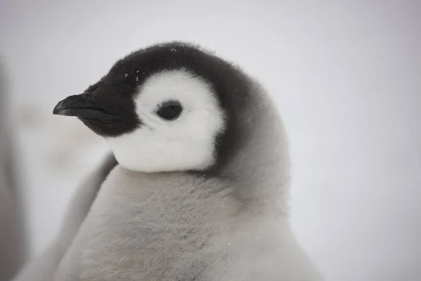南極コウテイ ペンギンのひよこのクローズ アップの肖像 — ストック写真