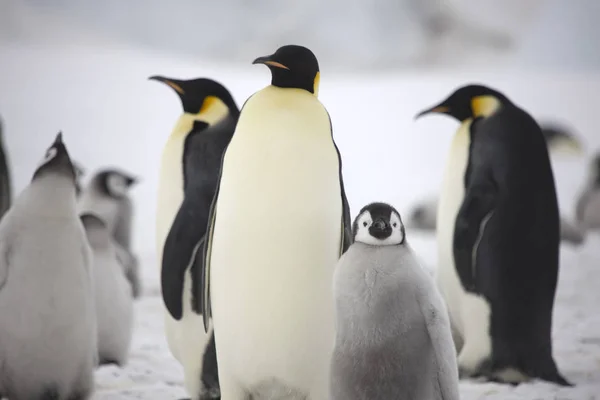 Pingouin Empereur Antarctique Avec Des Oursons Gros Plan Sur Une — Photo