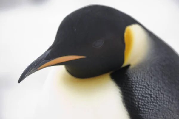 Antarctica Portret Van Een Close Van Keizerspinguïn — Stockfoto