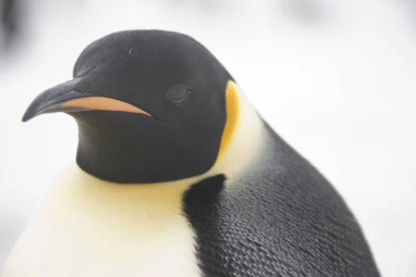 Bir Mparator Penguen Yakın Çekim Antarktika Portresi — Stok fotoğraf