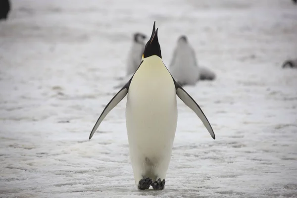 Πιγκουίνος Αυτοκράτορα Ανταρκτική Κινηματογράφηση Πρώτο Πλάνο Μια Συννεφιασμένη Μέρα — Φωτογραφία Αρχείου