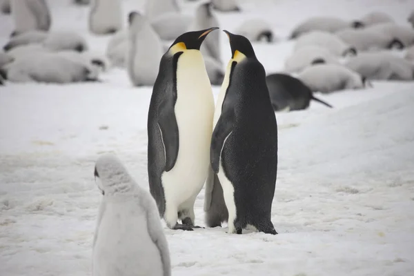 Antartide Imperatore Pinguino Primo Piano Una Giornata Nuvolosa — Foto Stock