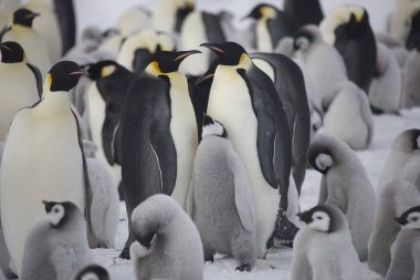 Güneşli bir günde Antarktika korsan martı yakın çekim