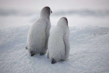 Antarktika İmparator penguen besleme piliç yakın çekim