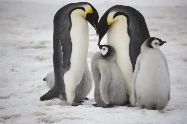 Antarctica Keizerspinguïn Voeding Een Kuiken Close — Stockfoto
