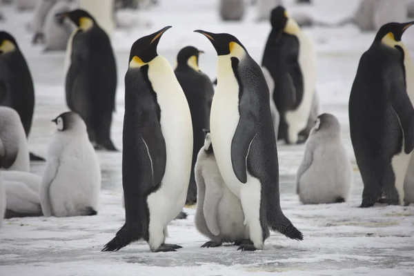 Antarctique Skua Gros Plan Sur Une Journée Ensoleillée — Photo