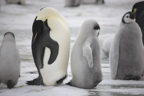 Antarktis Kejsarpingvinen Utfodring Chick Närbild — Stockfoto