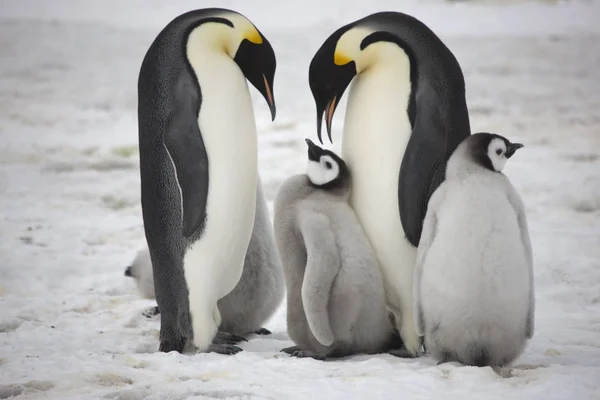 Antártida Skua Primer Plano Día Soleado —  Fotos de Stock