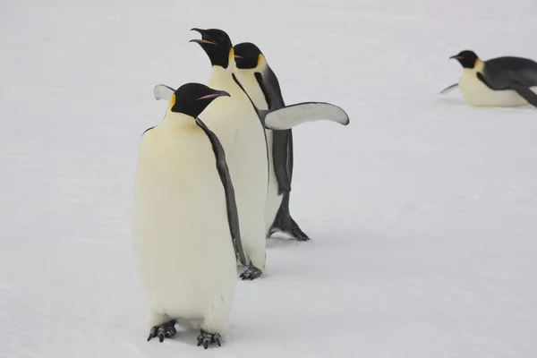 Detailní Tučňák Císaře Antarktida Zamračený Den — Stock fotografie
