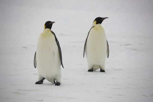 Antarctica Emperor Penguin Closeup Cloudy Day — Stock Photo, Image