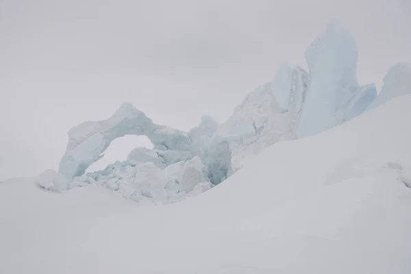 Antarktis Skua Närbild Solig Dag — Stockfoto