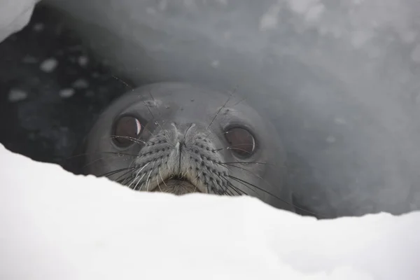 Antarktyda Pieczęć Wedele Zbliżenie Pochmurny Dzień — Zdjęcie stockowe