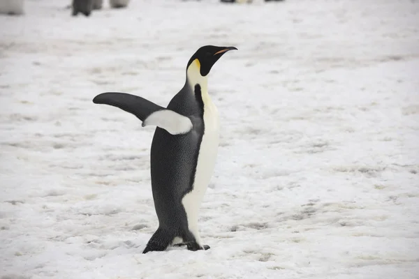 Antarctique Empereur Pingouin Gros Plan Sur Une Journée Nuageuse — Photo
