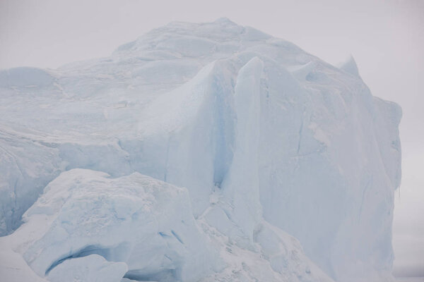 Антарктида Скуа крупным планом в солнечный день
