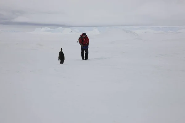 Ανταρκτική Άνθρωπος Και Penguin Αυτοκράτορα Μια Συννεφιασμένη Μέρα — Φωτογραφία Αρχείου