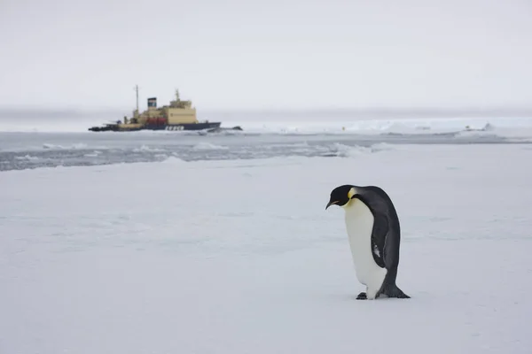 Πιγκουίνος Αυτοκράτορα Ανταρκτική Κινηματογράφηση Πρώτο Πλάνο Μια Συννεφιασμένη Μέρα — Φωτογραφία Αρχείου