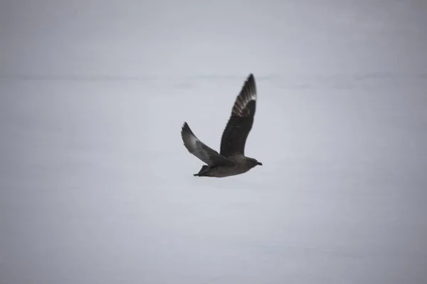 Antarctique Skua Gros Plan Sur Une Journée Nuageuse — Photo