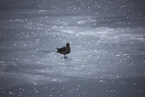 Antarctique Skua Gros Plan Sur Une Journée Nuageuse — Photo