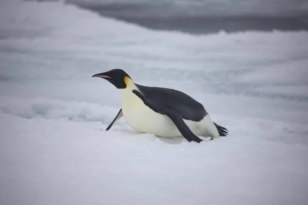 Антарктида Императорский Пингвин Крупным Планом Облачный День — стоковое фото
