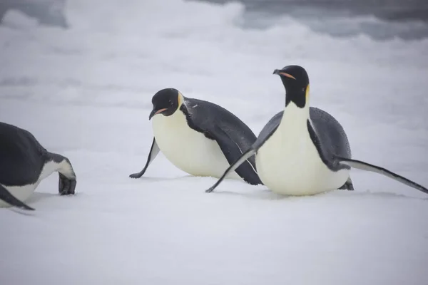 Antarctique Empereur Pingouin Gros Plan Sur Une Journée Nuageuse — Photo