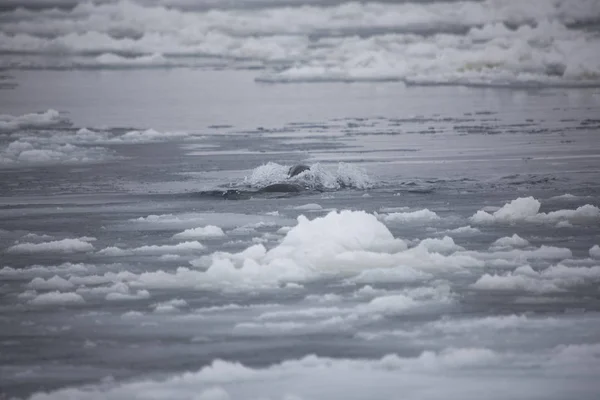 Paysage Antarctique Avec Océan Glace Par Temps Nuageux — Photo