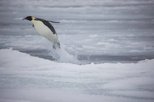 Antarktida Císař Tučňák Letí Vody Zblízka Zatažené Den — Stock fotografie