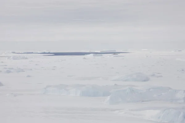 Antártica Skua Close Dia Ensolarado — Fotografia de Stock