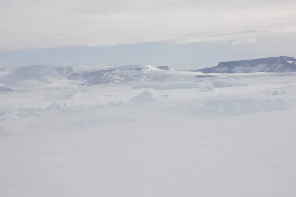 Antártica Skua Close Dia Ensolarado — Fotografia de Stock