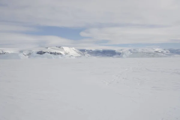 晴れた日に南極大陸のナンキョクオオ クローズ アップ — ストック写真