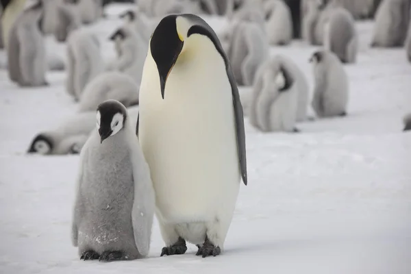 南極の皇帝ペンギンのひよこのクローズ アップを食事 — ストック写真