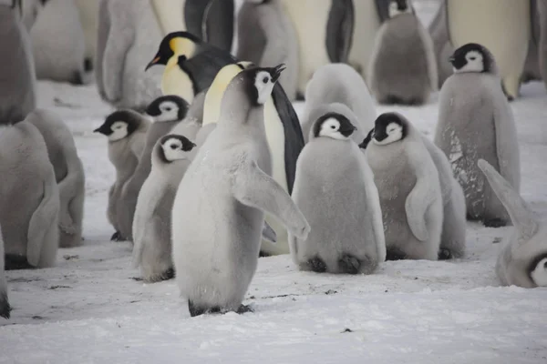 晴れた日に南極大陸のナンキョクオオ クローズ アップ — ストック写真